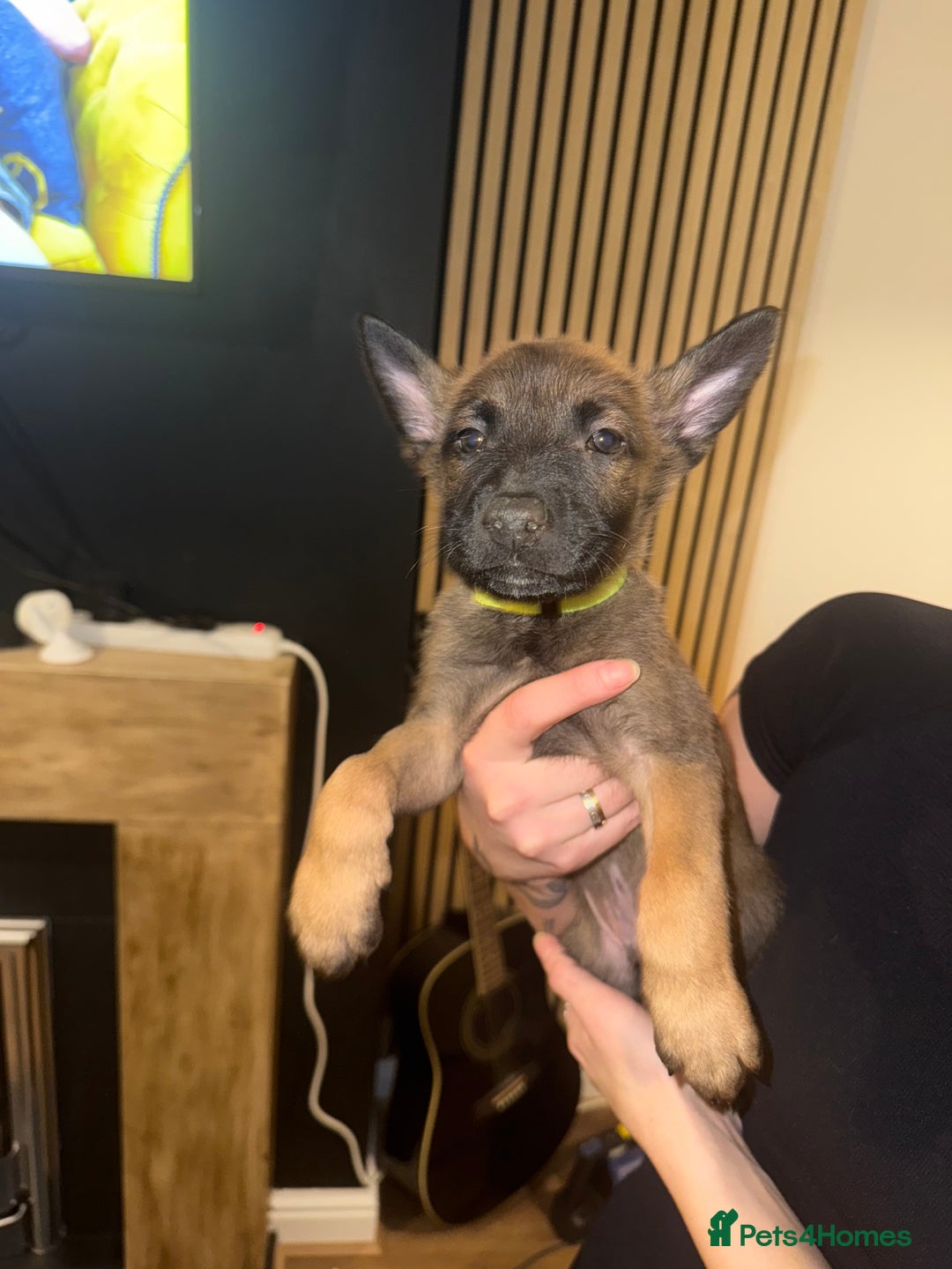Belgian Shepherd Dog dogs for sale: Pure Belgian Malinois Puppies - Advert 33