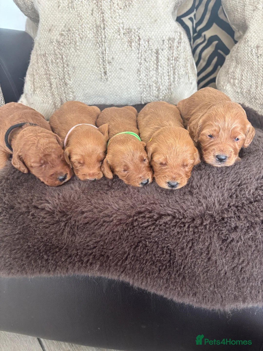 Labradoodle dogs for sale: Stunning curly Labradoodle F1b generation - Advert 1