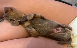 Miniature Dachshund dogs for sale: Isabella and tan miniature dachshund  - Image 1
