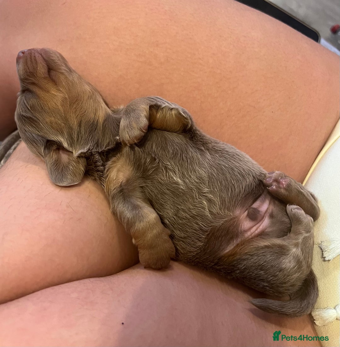 Miniature Dachshund dogs for sale: Isabella and tan miniature dachshund  - Image 1