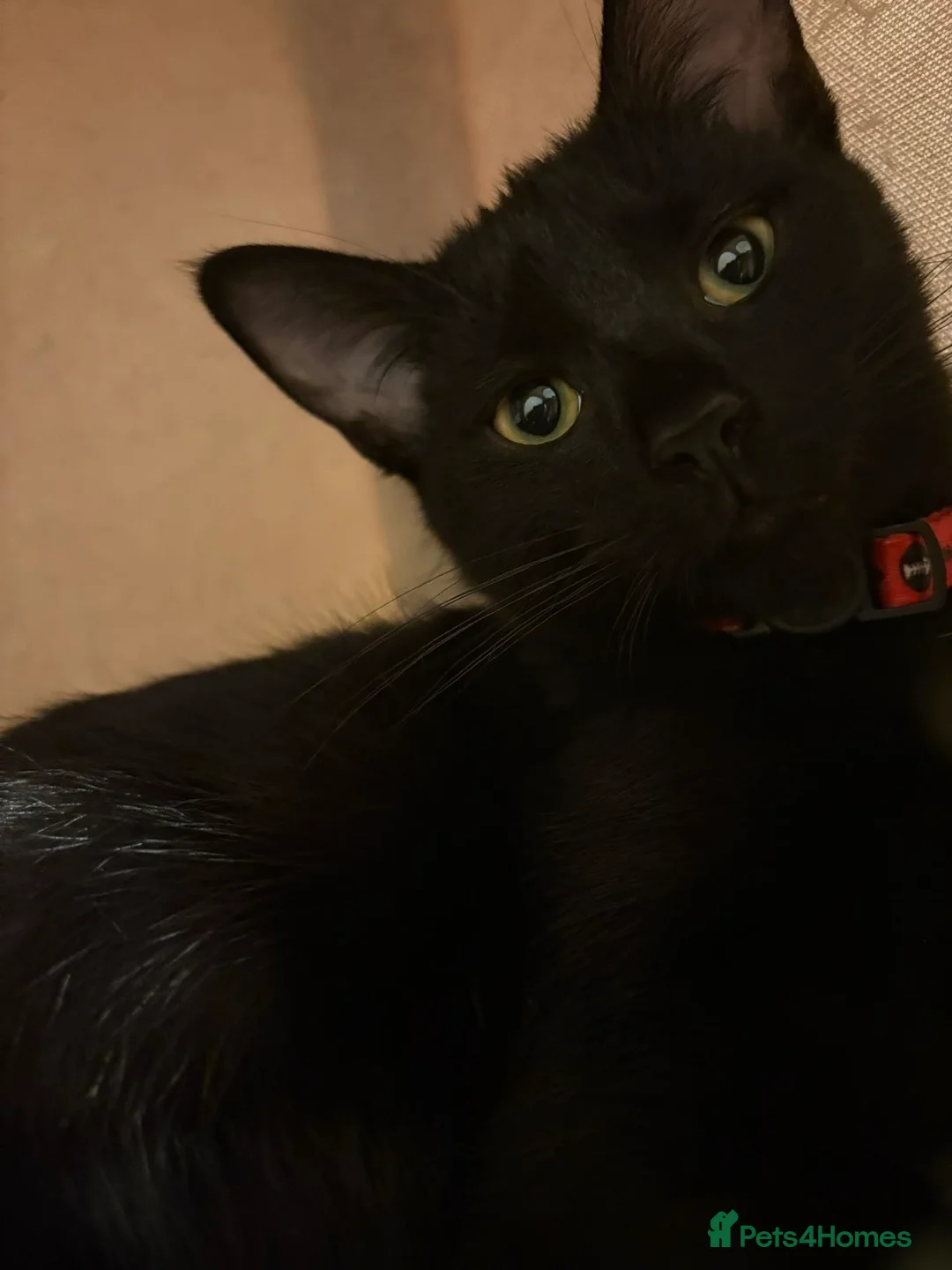 Mixed Breed cats for sale: Desperate need of home  - Advert 9