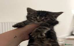 Mixed Breed cats for sale: Litter of kittens  - Image 6