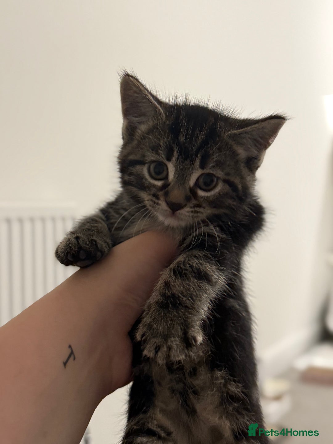Mixed Breed cats for sale: Litter of kittens  - Image 6