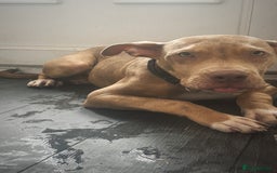 Mixed Breed dogs for sale: 7 Month Old Pup For Sale, PRICE IS NEGOTIABLE. - Image 3