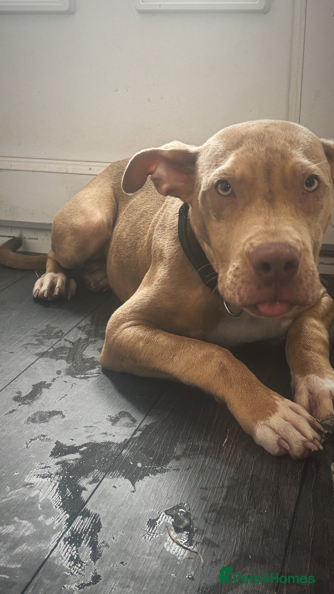 Mixed Breed dogs for sale: 7 Month Old Pup For Sale, PRICE IS NEGOTIABLE. - Image 3