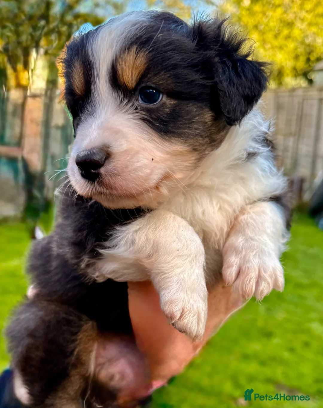 Australian Shepherd dogs for sale: Aussie Puppies pure bread - Advert 6