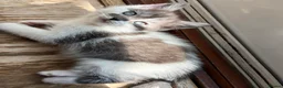 British Shorthair cats for sale: Stunning fluffy kittens ready for you loving home - Advert 12