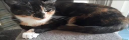 Mixed Breed cats for sale: Miracle - Advert 4