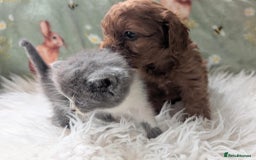 Cavapoo dogs for sale: Stunning true F1 Cavapoos, Apricot and Phantom  - Image 19