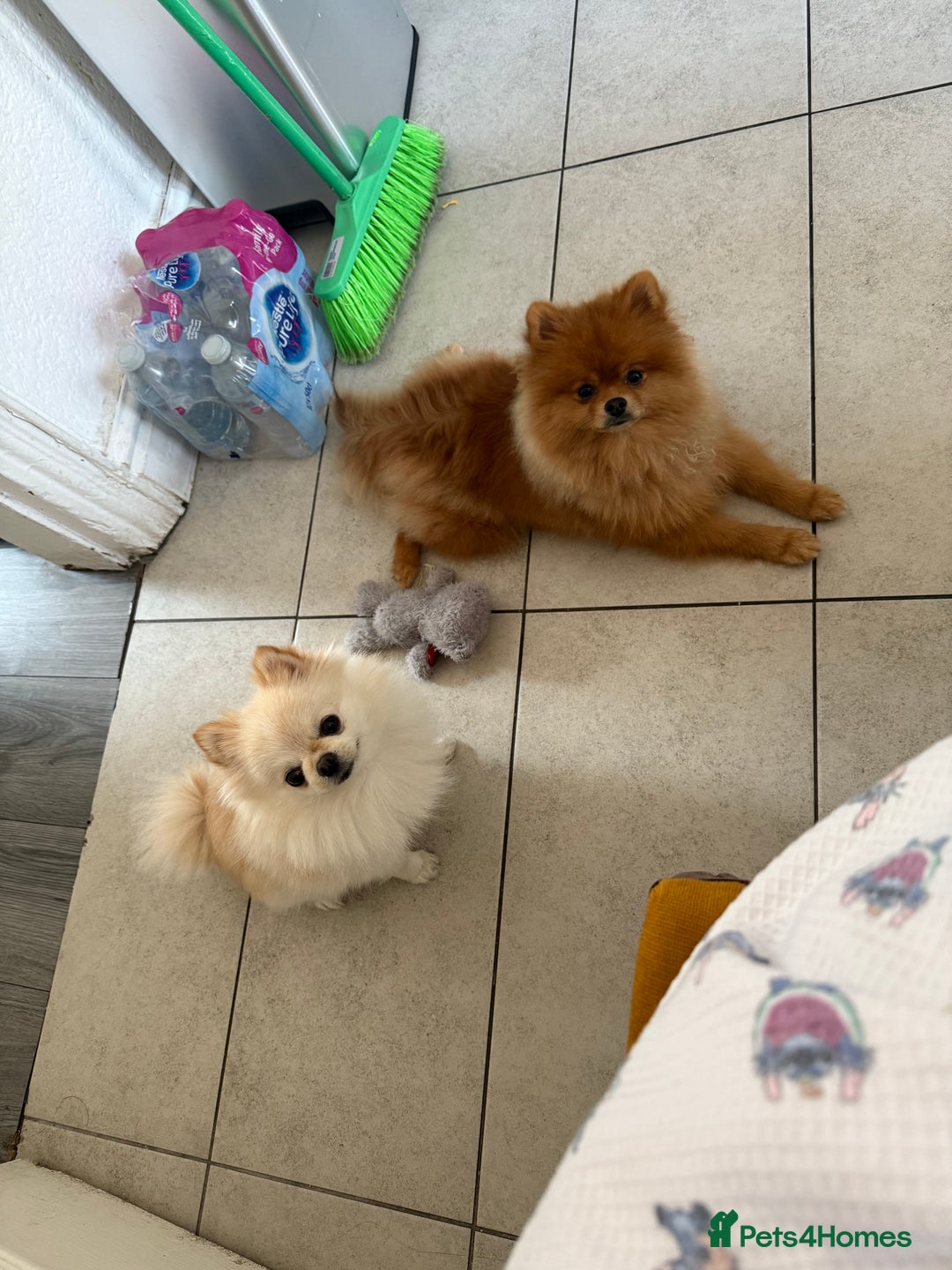 Pomeranian dogs for sale: Champion bloodline Pomeranian puppies  - Image 4