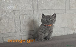 British Shorthair cats for sale: British Blue Shorthair kittens, GCCF pedigree - Image 17