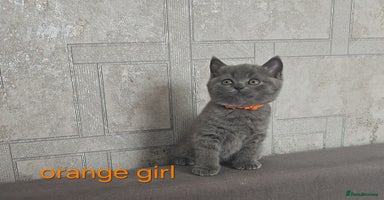 British Shorthair cats - Advert 11