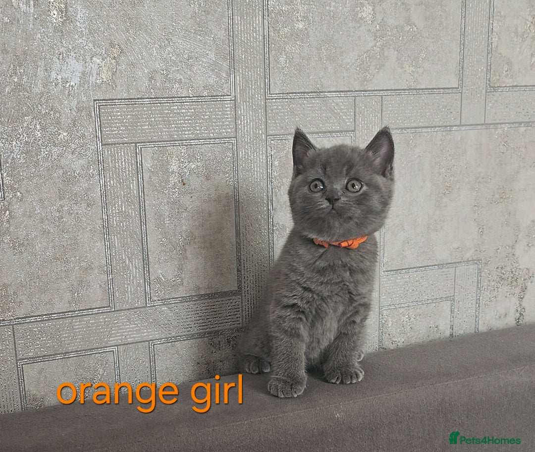 British Shorthair cats for sale: British Blue Shorthair kittens, GCCF pedigree - Image 17