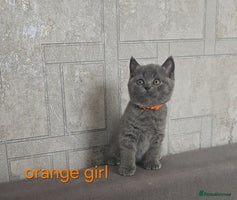 British Shorthair cats - Advert 11