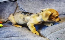 Dachshund dogs for sale: Unusual colour beautiful miniature dachshound pups - Advert 5