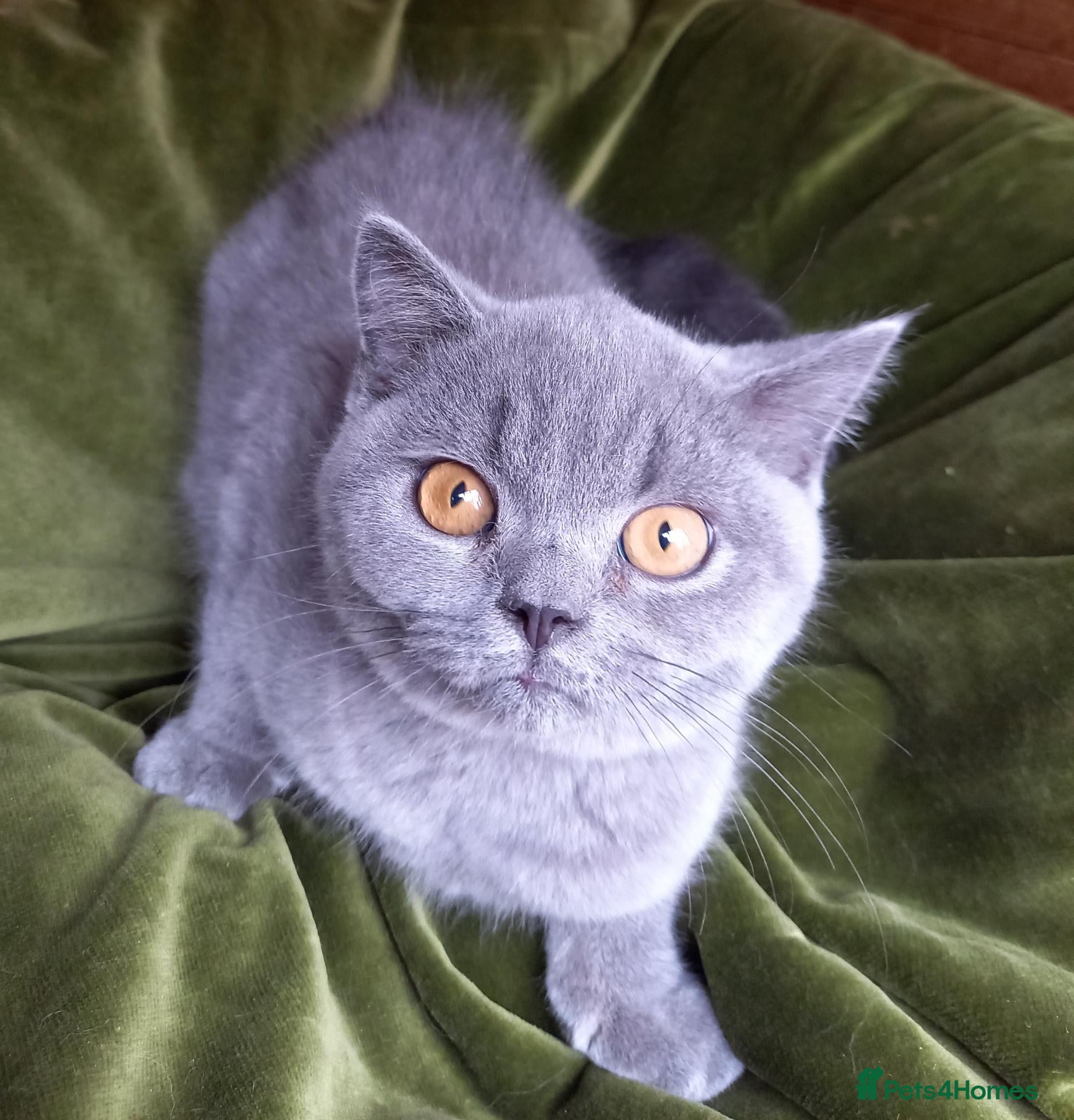 British Shorthair cats Quality registered GCCF kittens  - Advert 1