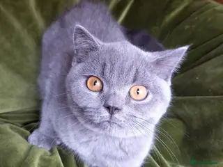 British Shorthair cats Quality registered GCCF kittens - Advert 1
