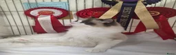 Ragdoll cats for sale: ✨ Beautiful Pedigree Ragdoll Kittens Available ✨ - Advert 5