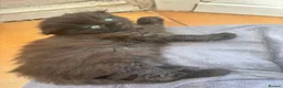 Mixed Breed cats for sale: Mixed kittens - Advert 6