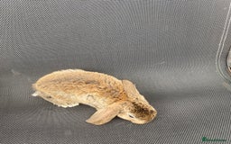 French Lop rabbits for sale: Baby lops  - Image 24