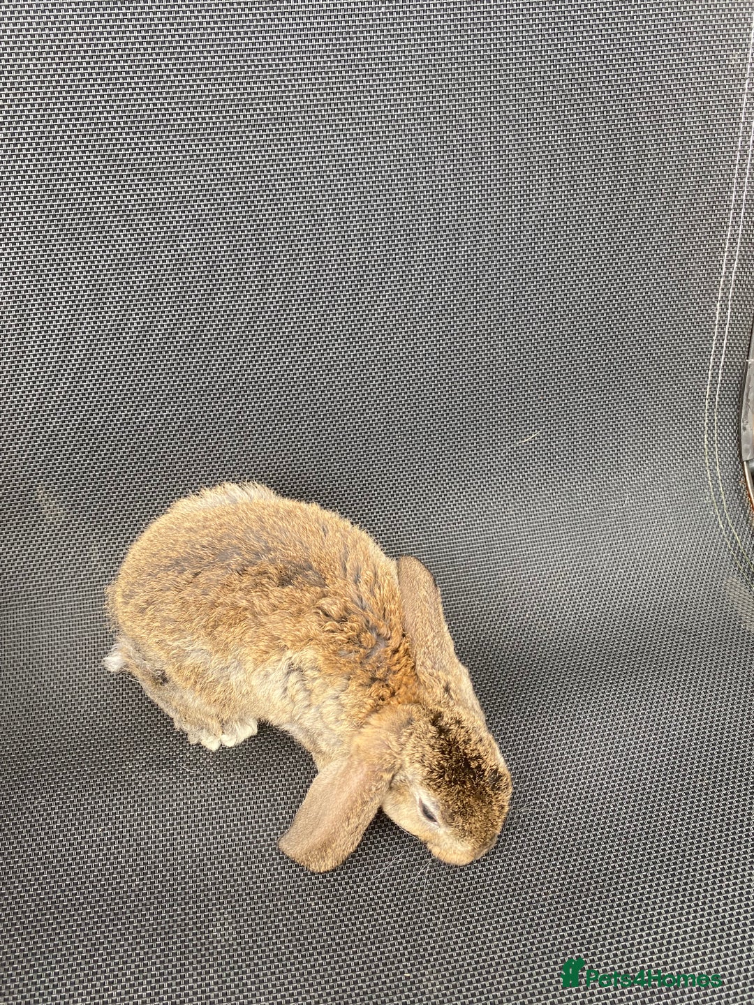 French Lop rabbits for sale: Baby lops  - Image 24