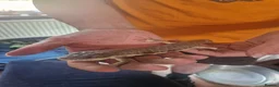 Skink reptiles for sale: Barber Skink - Advert 2