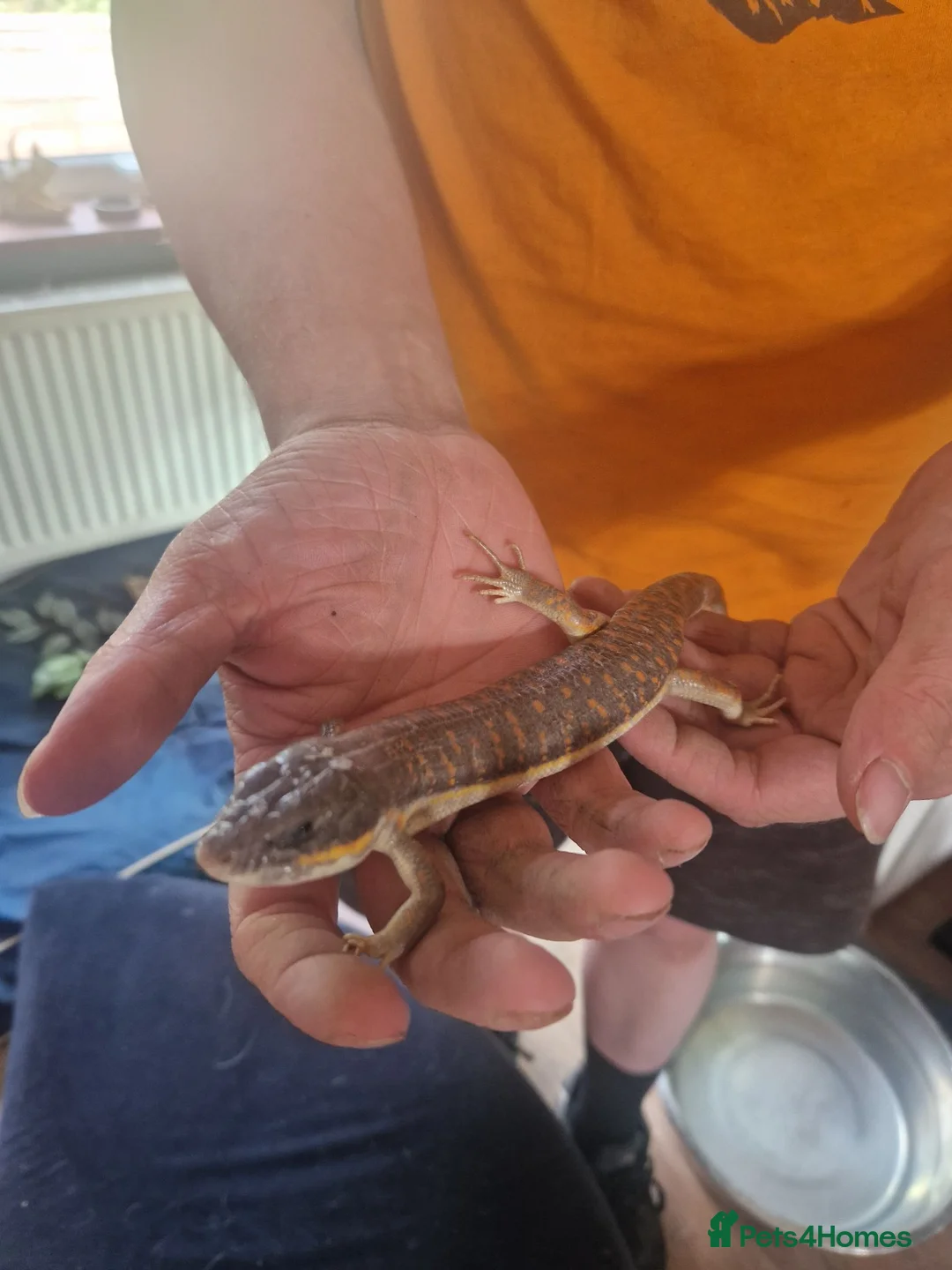 Skink reptiles for sale: Barber Skink - Advert 2