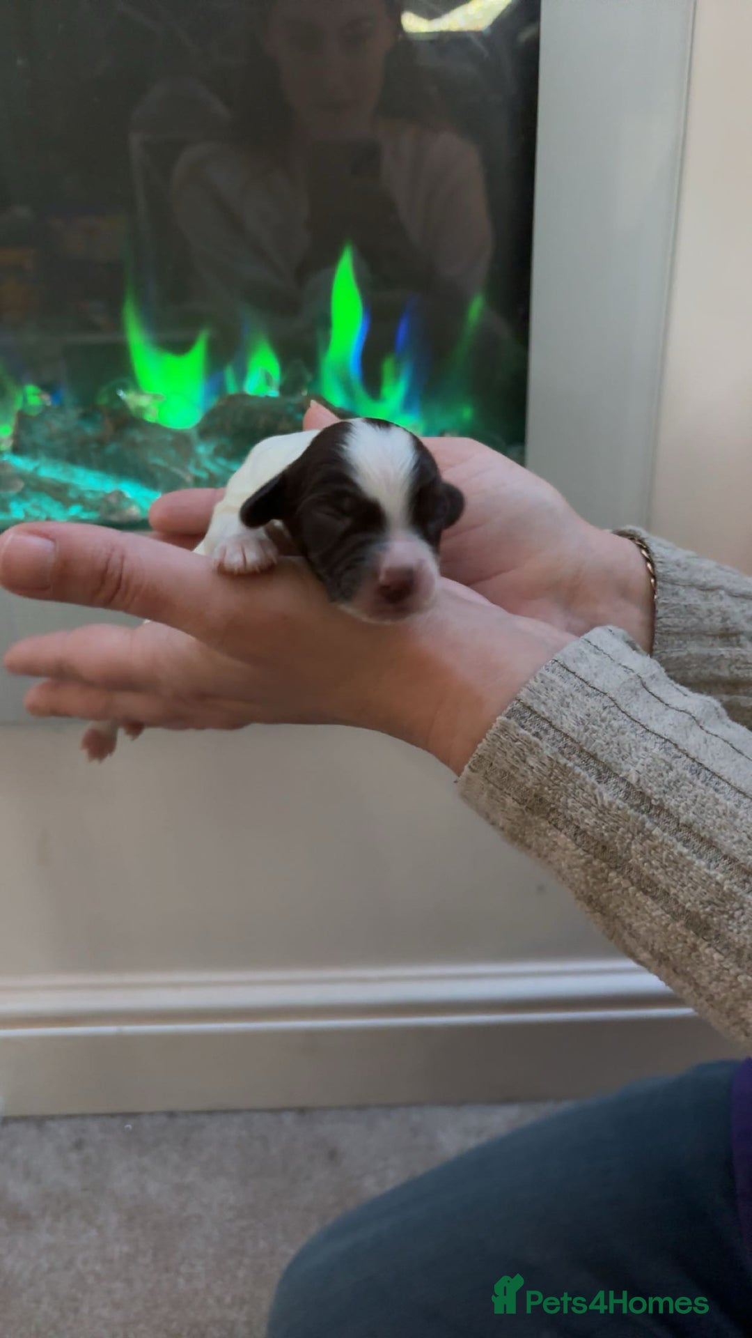 Mixed Breed dogs for sale: Cavapoo puppies  - Advert 4