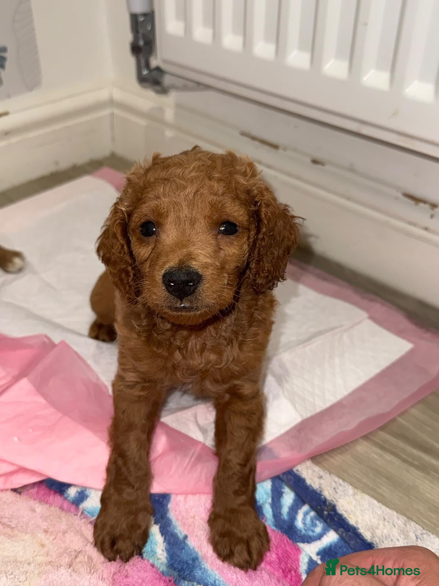 Cockapoo dogs Beautiful fur ball puppies 🐶  - Advert 5