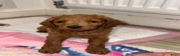 Cockapoo dogs for sale: Beautiful fur ball puppies 🐶  - Advert 1