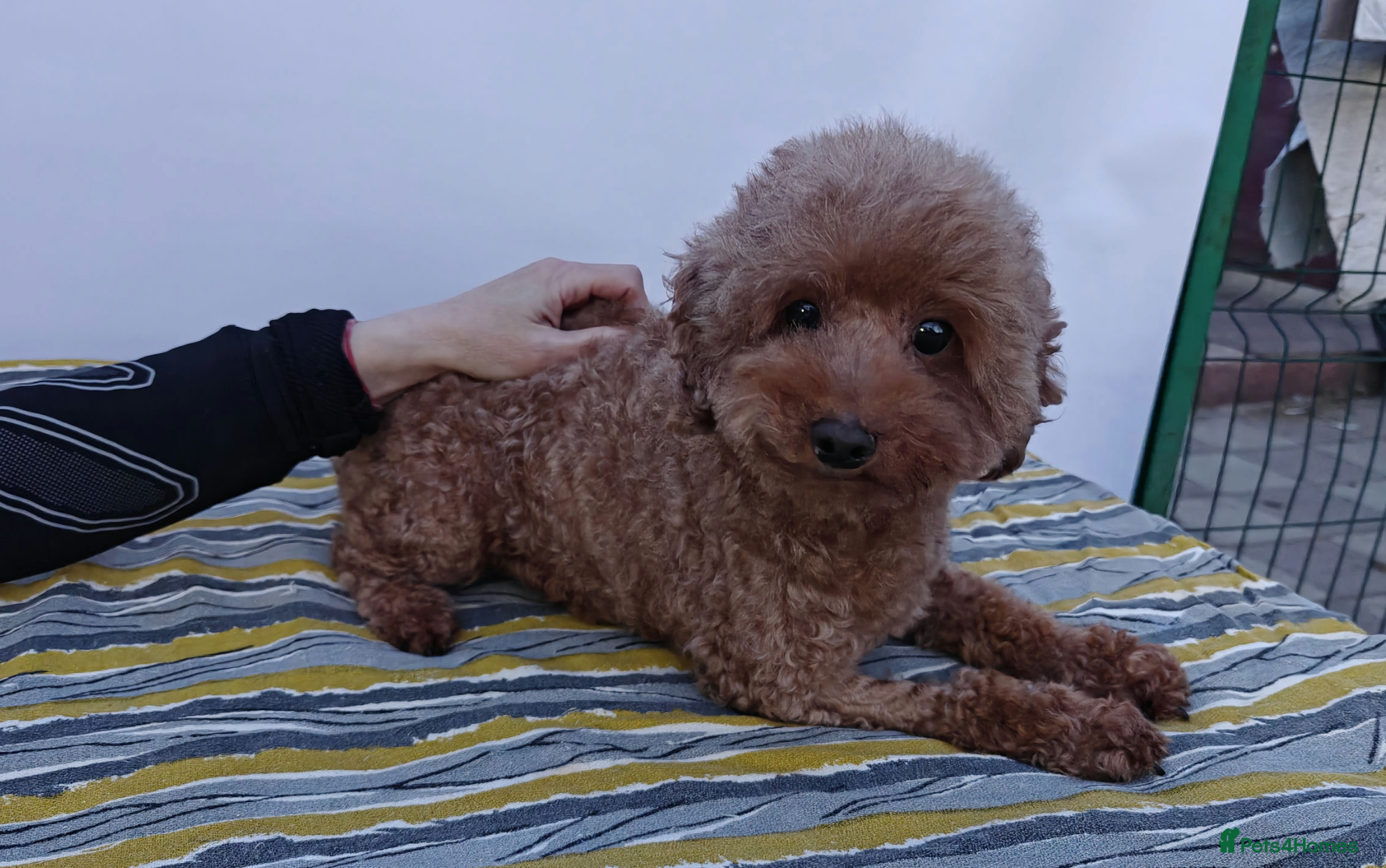 Poodle dogs 🐾 SUNNY – Female Poodle 🐾 - Advert 9