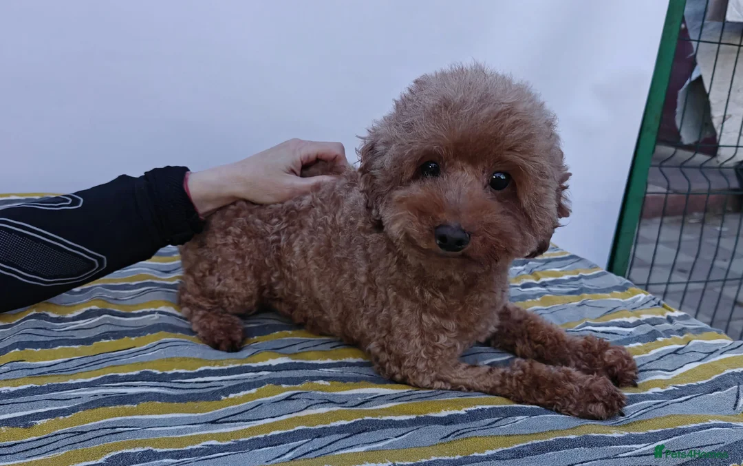 Poodle dogs for adoption: 🐾 SUNNY – Female Poodle 🐾 in West Malling - Advert 1