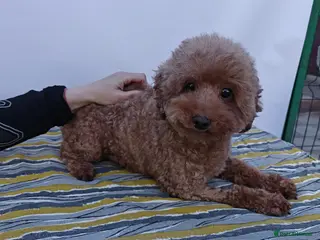 Poodle dogs 🐾 SUNNY – Female Poodle 🐾 - Advert 9