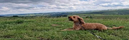 Cockapoo dogs for sale: Stunning F2 Cockapoos - Advert 8