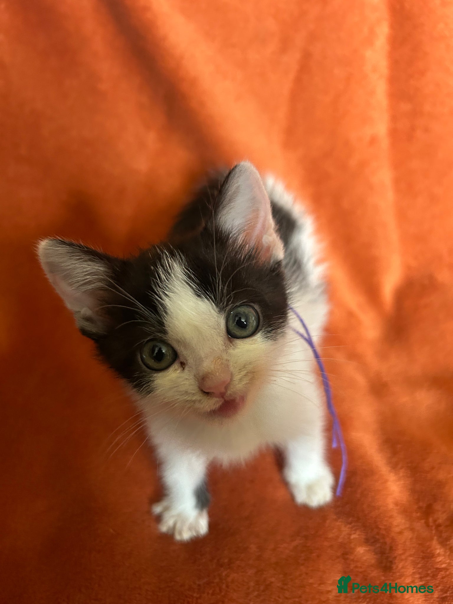 Mixed Breed cats for sale: Mixed Breed Kittens  - Advert 6