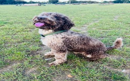 Miniature Poodle dogs for stud: Chocolate Merle Miniature Poodle Stud 🐾🐾🐾 - Image 3