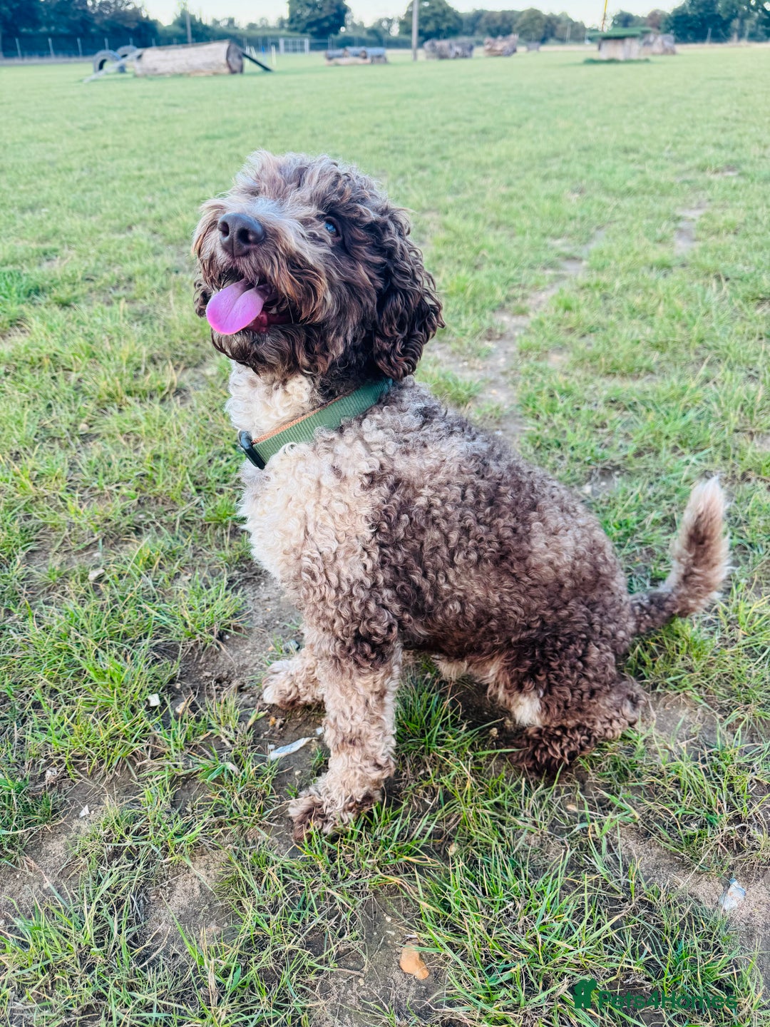 Miniature Poodle dogs for stud: Chocolate Merle Miniature Poodle Stud 🐾🐾🐾 - Image 3
