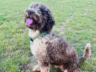 Miniature Poodle dogs Chocolate Merle Miniature Poodle Stud 🐾🐾🐾 - Advert 4