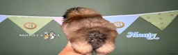 Pekingese dogs for sale: 💙OUTSTANDING QUALITY BOY 💙 champion lines in Gateshead - Advert 13