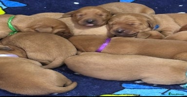 Labrador Retriever dogs - Advert 8
