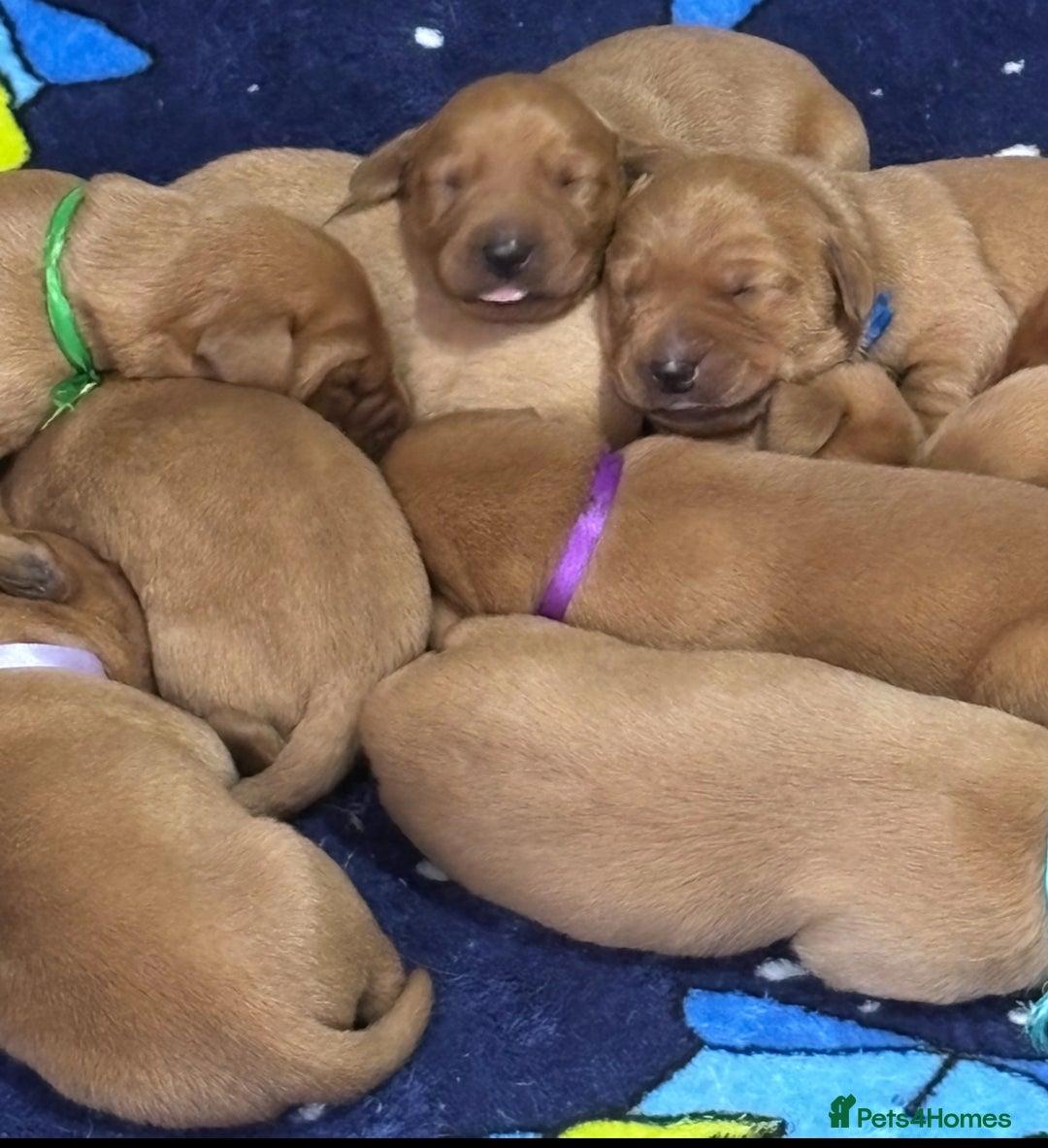 Labrador Retriever dogs for sale: 9 Red Fox Labradors - 3 male 6 female.  - Image 3