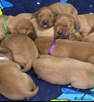 Labrador Retriever dogs - Advert 3