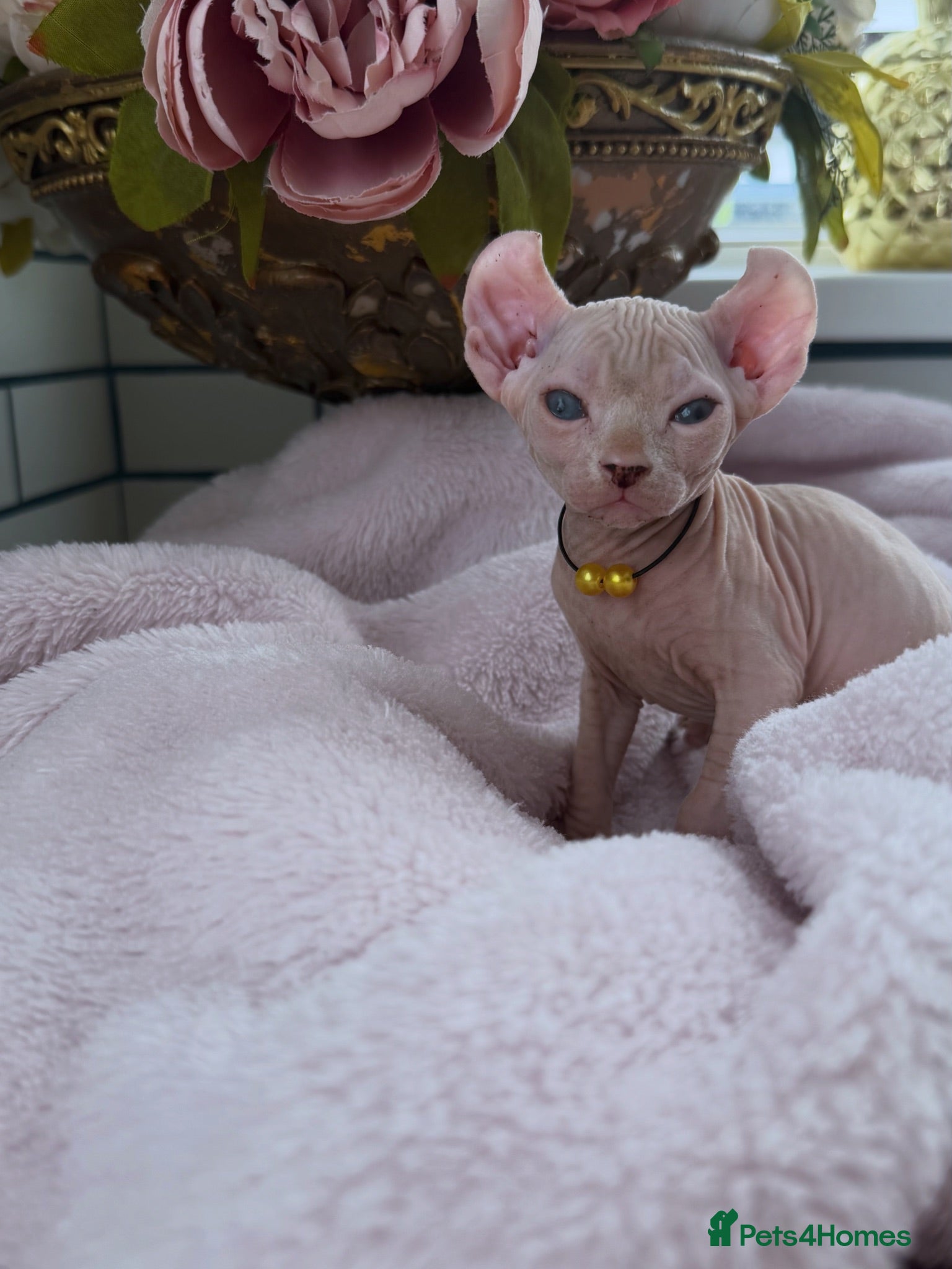 Sphynx cats Reservations Available NOW! 🦋🌺 - Advert 2
