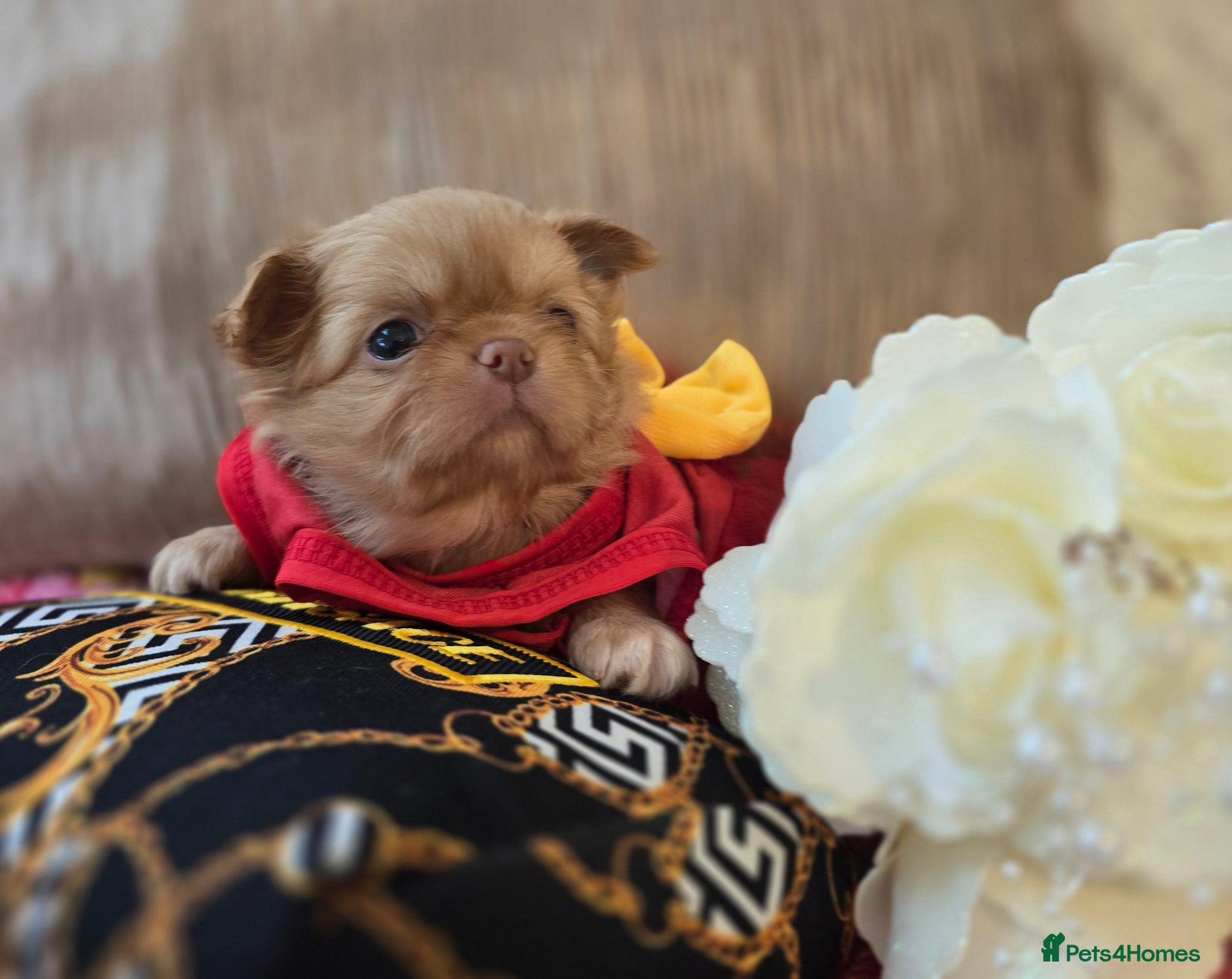 Chihuahua dogs for sale: Xx stunning kc chihuahua longcoat puppies Xx - Advert 4