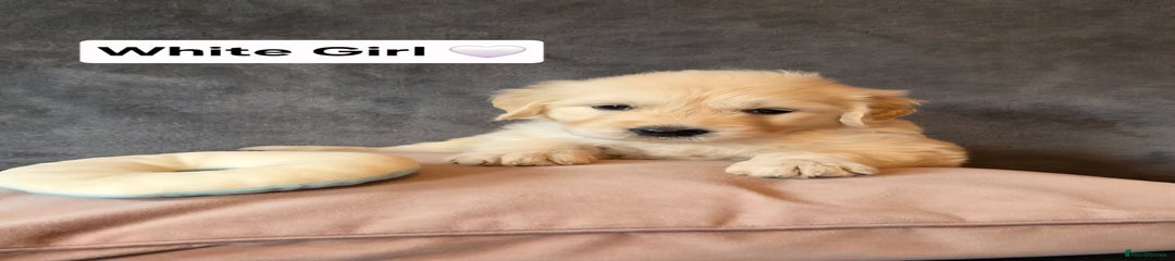 Goldendoodle Puppy 2