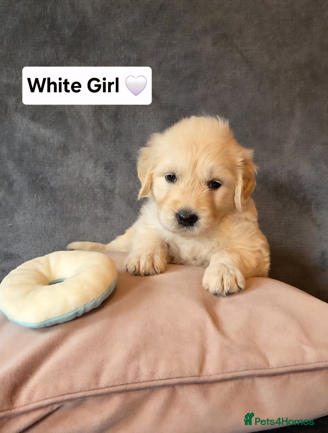 Goldendoodle dogs for sale: Goldendoodle retriever  - Image 12