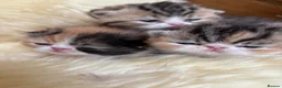 Exotic cats for sale: Stunning Tortie - Advert 6