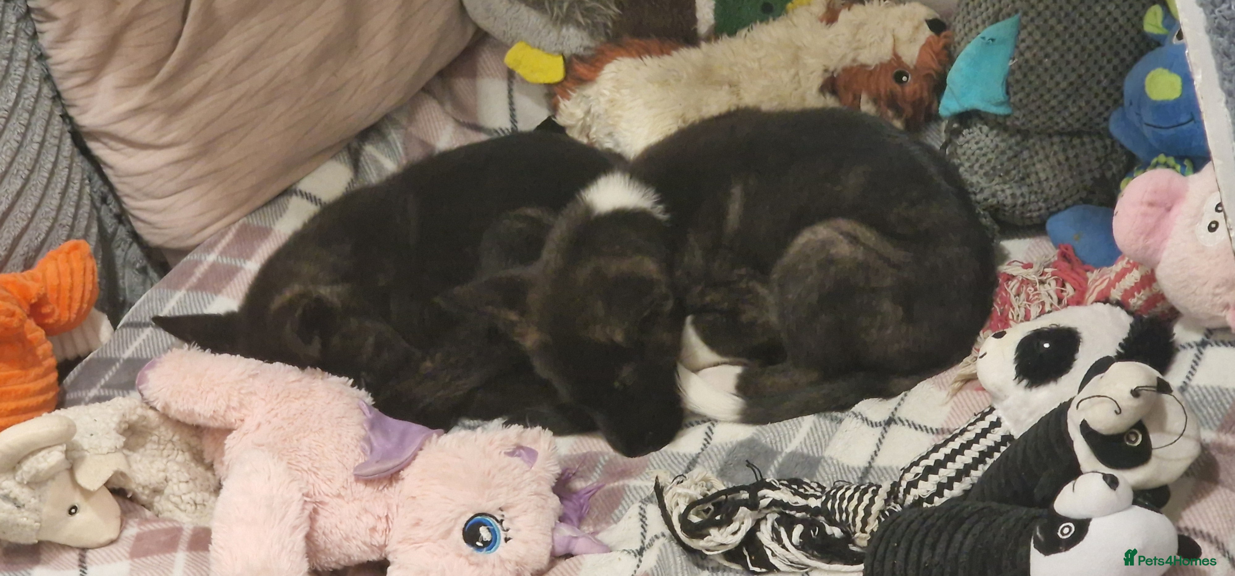 Mixed Breed dogs Chunky Akita/Huskita mix puppies - Advert 2