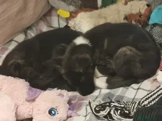 Mixed Breed dogs Chunky Akita/Huskita mix puppies - Advert 2