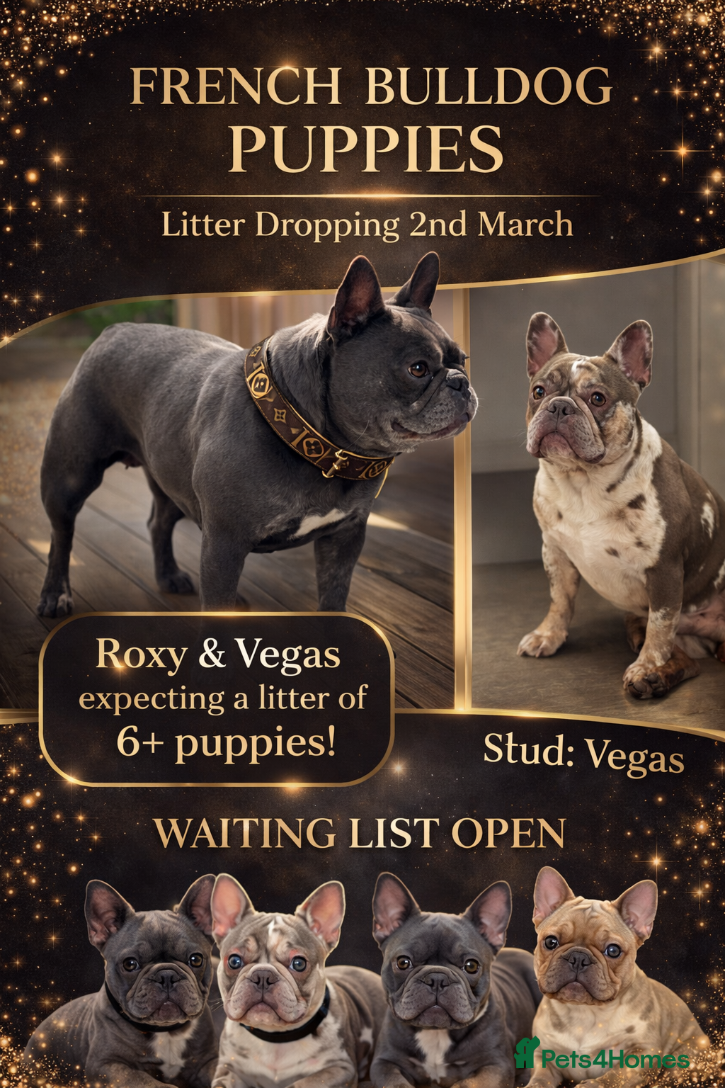 French Bulldog dogs Puppies Due 2nd March | Waiting List Open - Advert 3